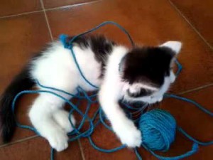 blocchi